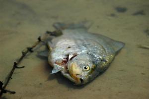 На території ОРДЛО у Кальміусі через окупантів масово гине риба