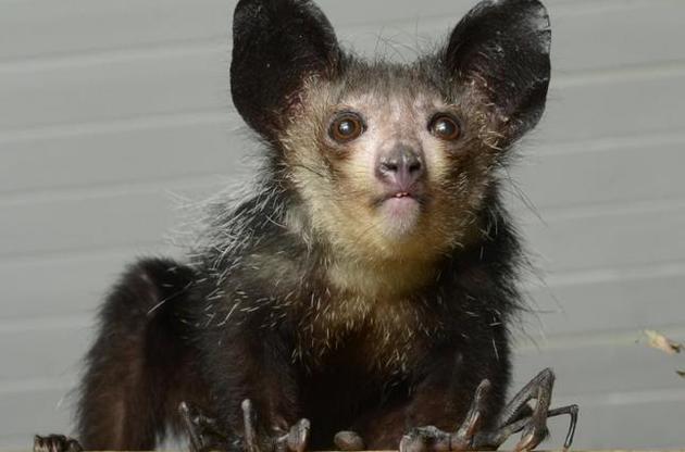 Шостий палець допомагає тваринам хапатися за гілки