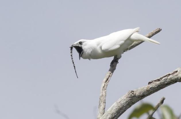 В Амазонії знайдено найгучнішого птаха на Землі