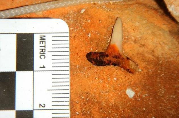 Зуб акулы был найден на дне Мексиканского залива