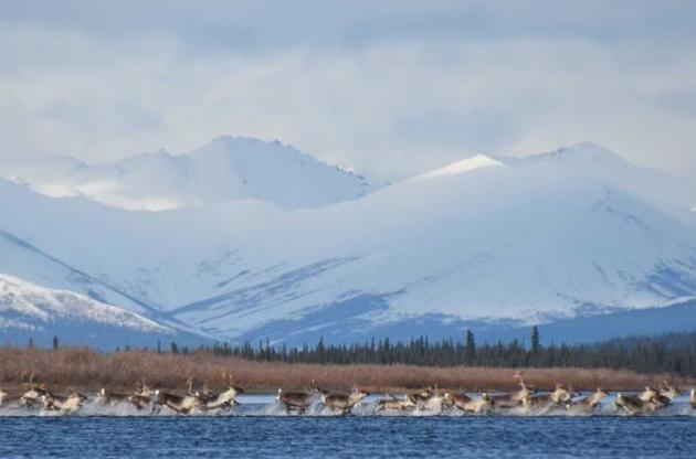 Северные олени во время миграции преодолевают расстояние в 1350 километров
