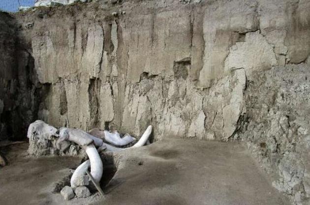 Ученые нашли останки минимум 14 мамонтов