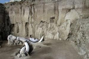 В Мексике найдено первое крупное "кладбище" мамонтов