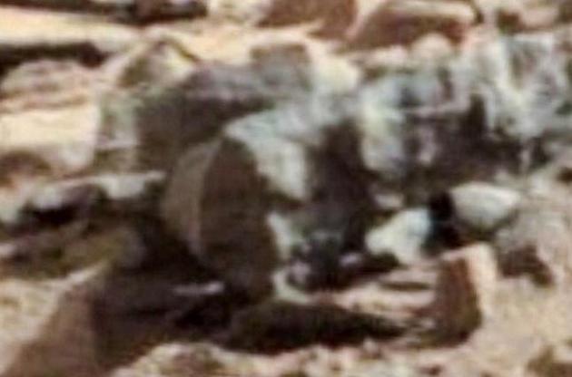 Вчений вважає, що знайшов на Марсі комах