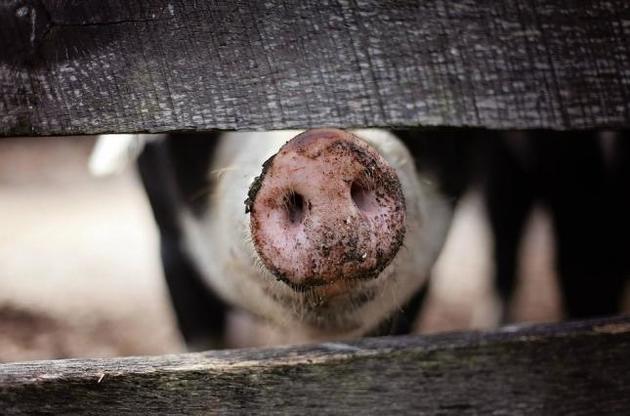 помещение для содержания свиней в домашних условиях | Дзен