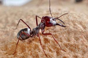 Вчені визначили найшвидшого мураху