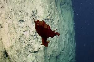Вчені зняли на відео незвичайного глибоководного восьминога