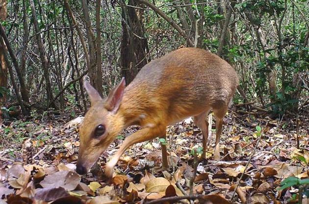 Оленьки считались вымершими с конца ХХ столетия