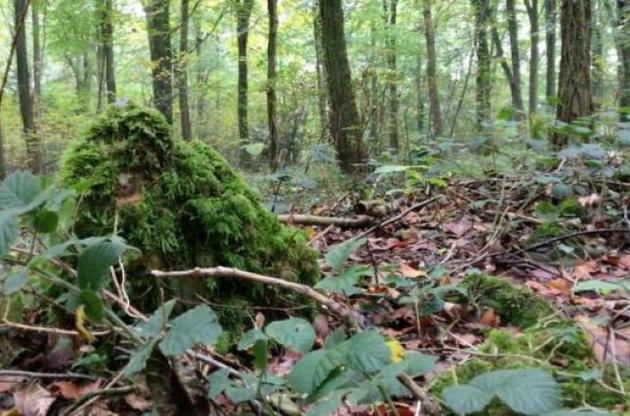 У лісі Англії знайшли загадкове кам'яне коло