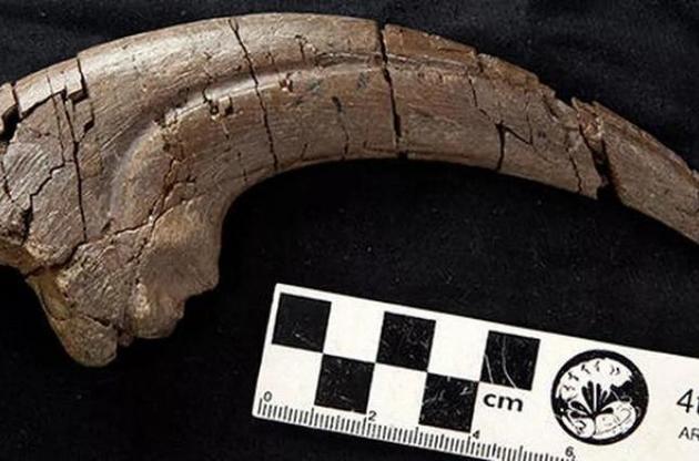 Можливо, кіготь належав новому виду динозаврів