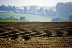За 30 лет в Украине разворовали половину сельхозземель
