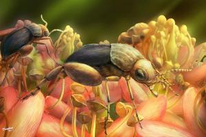 Комахи запилювали рослини ще 99 мільйонів років тому – вчені