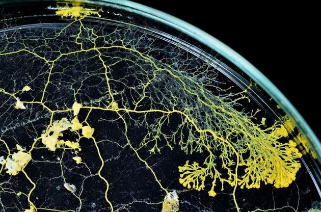 Капля может передвигаться без ног или крыльев