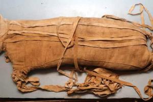 У стародавній скарбниці знайшли мумію левеняти