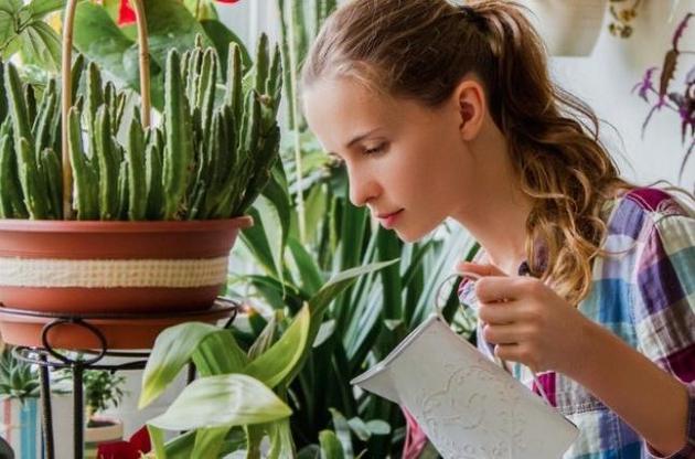 Кімнатні рослини насправді не очищають повітря в будинку – вчені