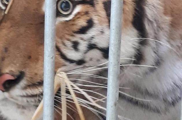 На польському кордоні врятували дев'ятьох тигрів, яких везли з Італії в Росію