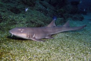 В Ізраїлі акула напала на чоловіка, що плавав вздовж узбережжя