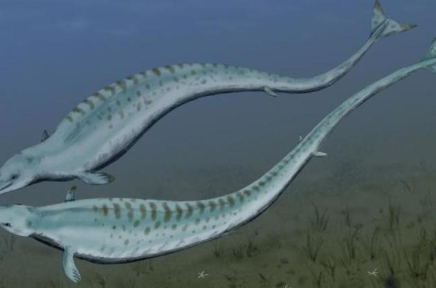 Кит переходив до повноцінного плавання хвостом