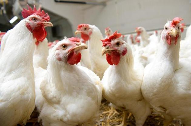 ЕС увеличит импорт украинской курятины до 70 тысяч тонн