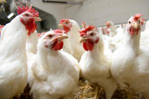 ЄС збільшить імпорт української курятини до 70 тисяч тонн