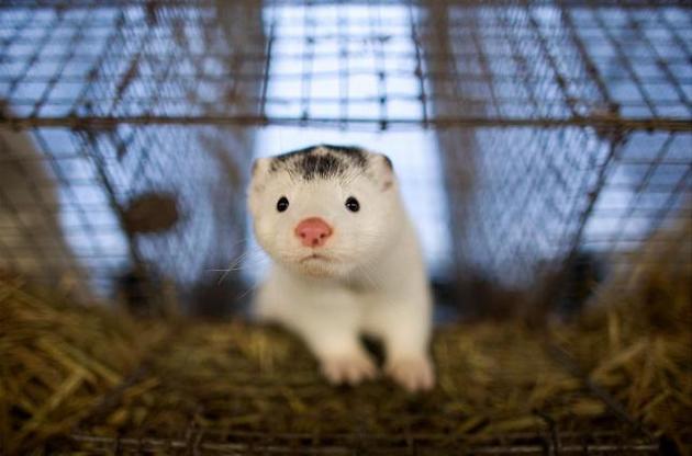 Іноземець відкрив хутряну ферму в Україні після того, як їх розміщення було заборонено в його рідній країні