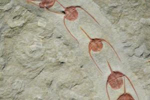Палеонтологи обнаружили окаменелую "очередь" древних существ