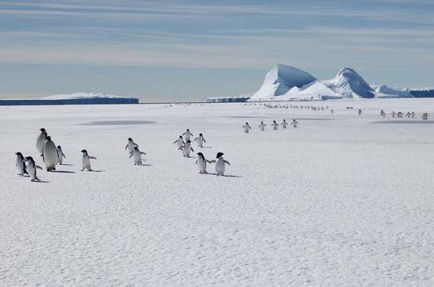 Імператорські пінгвіни можуть вимерти до кінця століття через зміни клімату