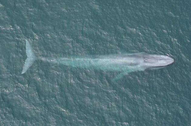 Вчені вперше виміряли пульс синього кита