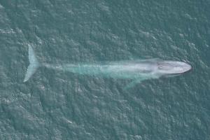 Ученые впервые измерили пульс синего кита