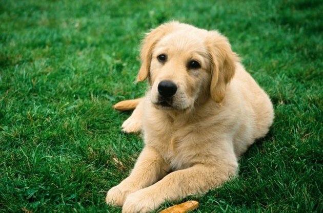 Біологи представили формулу для перерахунку віку собак у людський