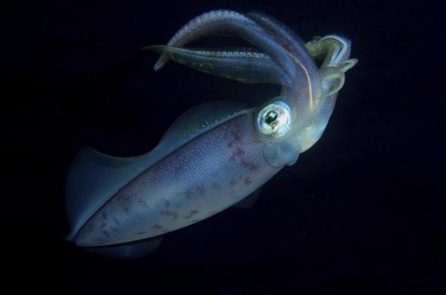 Вчені секвенували геном гігантського кальмара