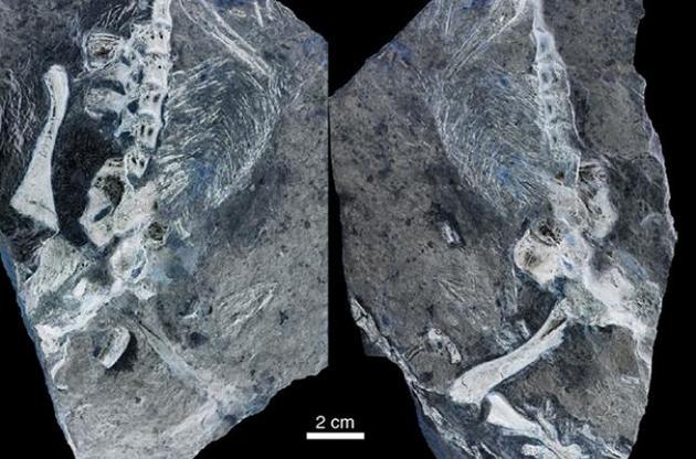 Істота жила на Землі 306 мільйонів років тому