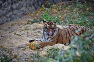 Киевский зоопарк опубликовал фото поедающих тыквы животных