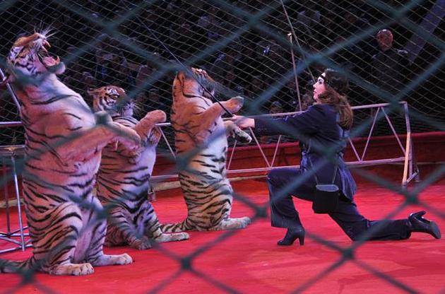 Животные имеют право на достойное содержание