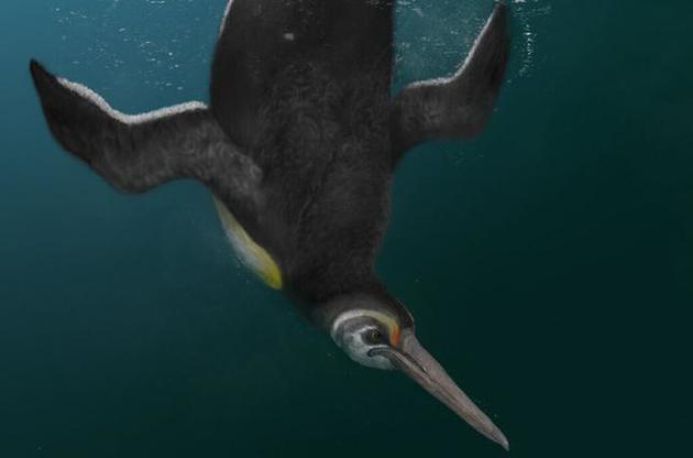 Пінгвін жив на Землі приблизно 60 мільйонів років тому