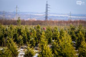 В Запорожье выращивают десятки гектаров елок к Новому году
