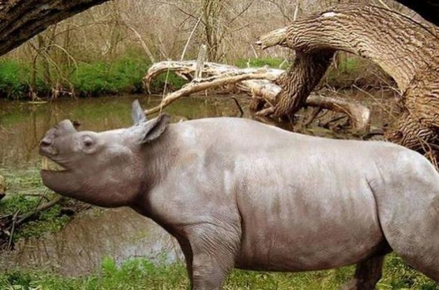 На північному заході Канади знайдені останки носорога