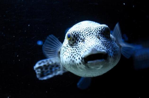 Токсин риби фугу виявився захистом від стресу
