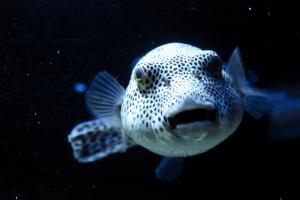 Токсин риби фугу виявився захистом від стресу