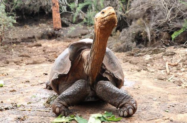 Столетнего самца гигантской черепахи отпустят на волю за вклад в сохранение популяции