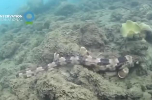 Акули використовують плавники для пересування по морському дну