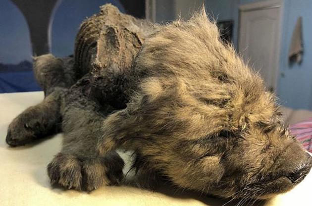 Цуценя може виявитися найдавнішої собакою у світі