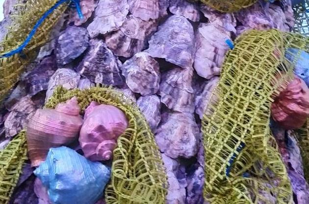 В Одеській області створили більше ніж триметрову ялинку з морських мушлів