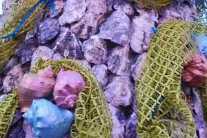 В Одесской области создали более чем трехметровую елку из морских ракушек
