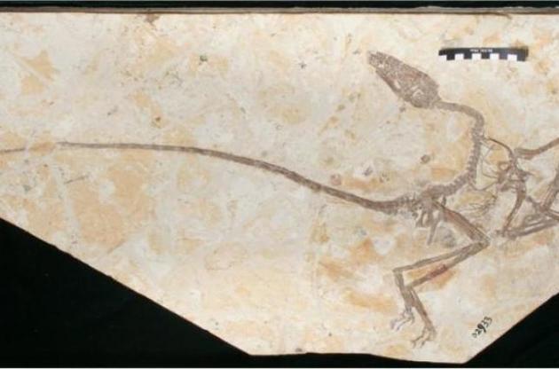 Вчені виявили викопні останки гібрида птаха і динозавра