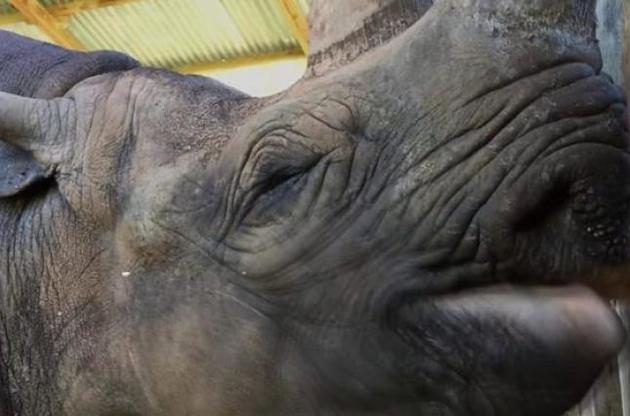 В Танзании умер самый старый в мире носорог