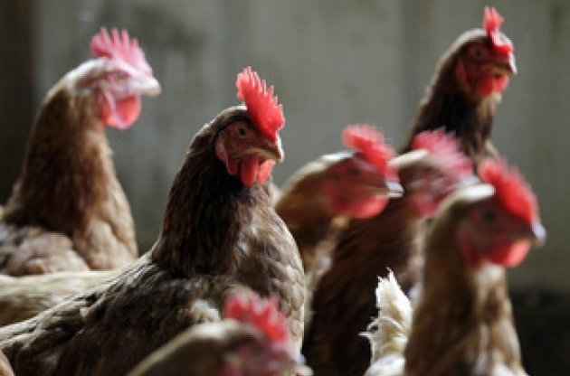 Українську курятину будуть перевіряти на антибіотики з наступним маркуванням