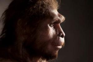 Homo erectus вимерли набагато пізніше за передбачуване