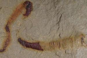 Ученые обнаружили древнейший окаменелый желудочно-кишечный тракт