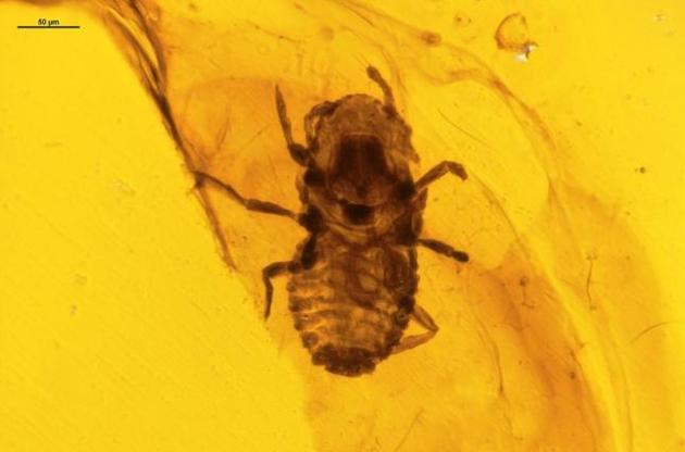 Воші знайдені в шматочку бурштину віком 100 мільйонів років